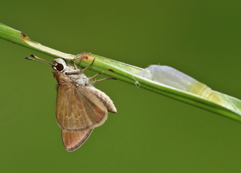 Eufaula Skipper recently emerged